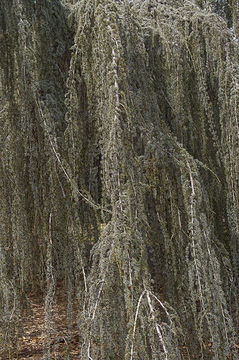 Image of Atlas Cedar