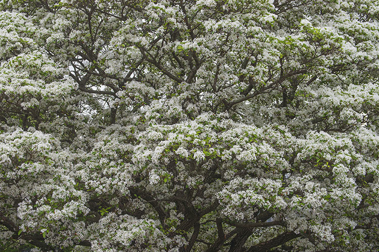 Plancia ëd Chionanthus retusus Lindl. & Paxton