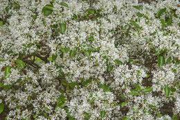 Image of Chinese Fringetree