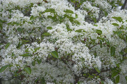 Image of Chinese Fringetree