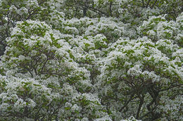 Plancia ëd Chionanthus retusus Lindl. & Paxton