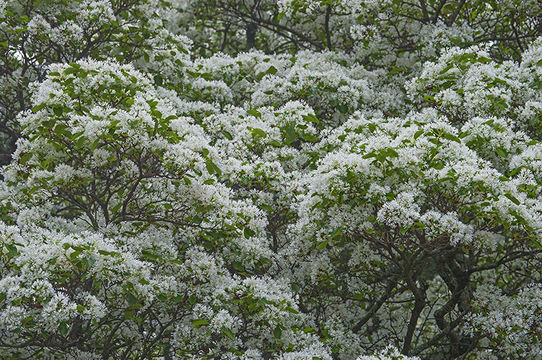 Image de arbre de neige