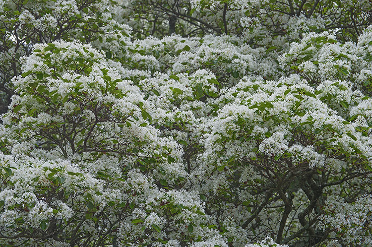 Plancia ëd Chionanthus retusus Lindl. & Paxton