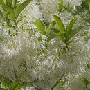 Image de Arbre à neige