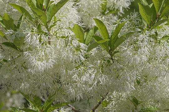 Image of American Fringe Tree