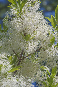 Image de Arbre à neige