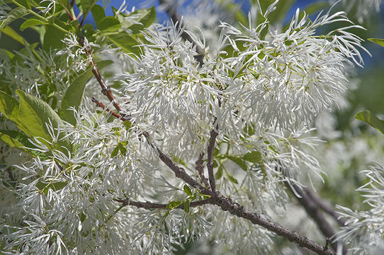 Image de Arbre à neige