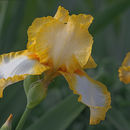 Image of <i>Iris germanica</i>