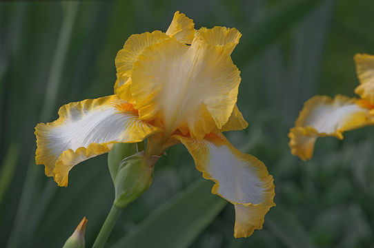 Image of <i>Iris germanica</i>