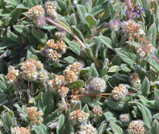 Image of compact phacelia