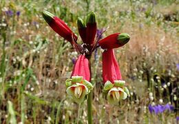 Imagem de Dichelostemma ida-maia (Alph. Wood) Greene