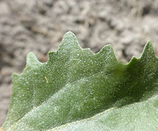 Image of Bracted Saltbush