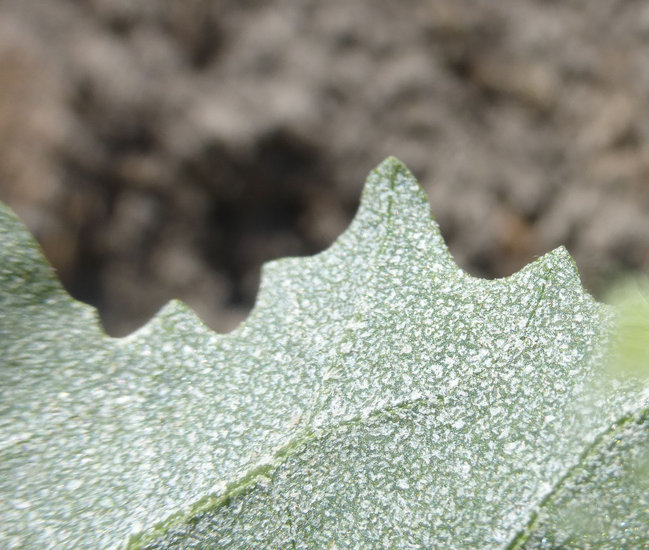 Image of Bracted Saltbush