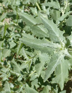 Image of Bracted Saltbush