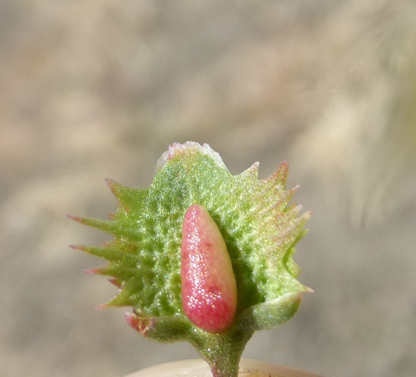 Rumex stenophyllus Ledeb. resmi