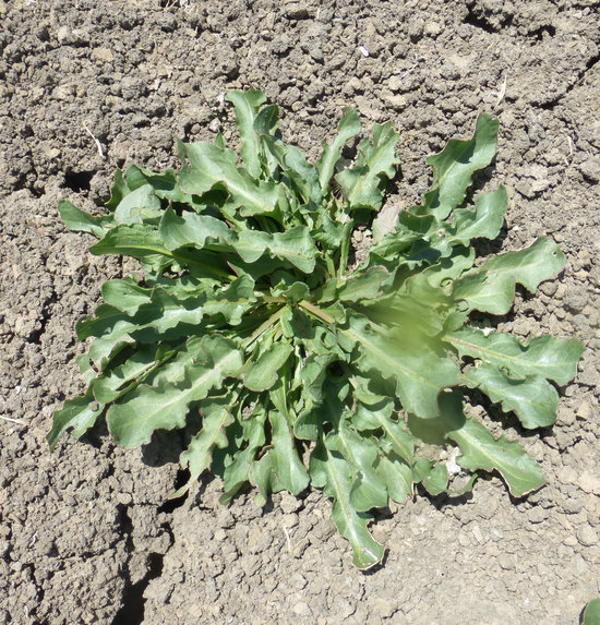 Rumex stenophyllus Ledeb. resmi