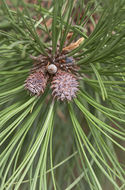 Image of ponderosa pine