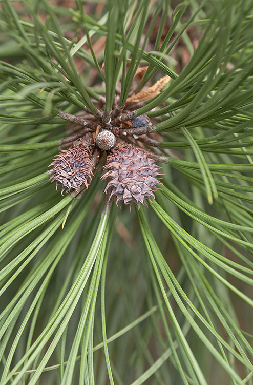 Image of ponderosa pine