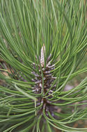 Image of ponderosa pine