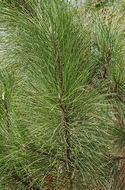 Image of ponderosa pine