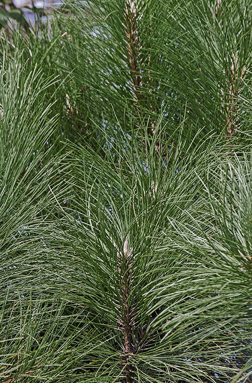 Image of ponderosa pine