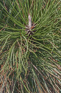 Image of ponderosa pine