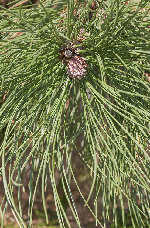 Image of ponderosa pine