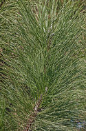 Image of ponderosa pine