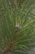 Image of ponderosa pine