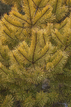 Image of Scotch Pine