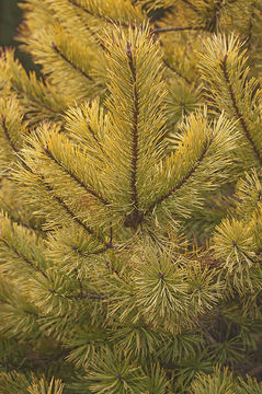 Image of Scotch Pine