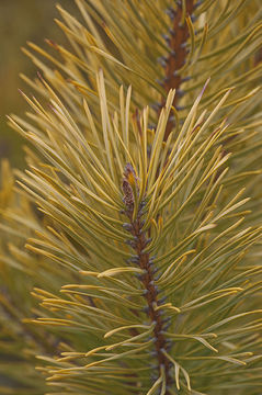 Image of Scotch Pine