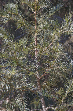 Image of Bhutan Pine