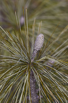 Image of Bhutan Pine