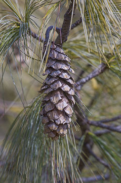 صورة Pinus wallichiana A. B. Jacks.