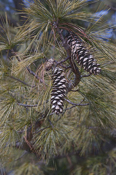 Image of Bhutan Pine