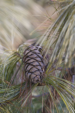 Image of Bhutan Pine