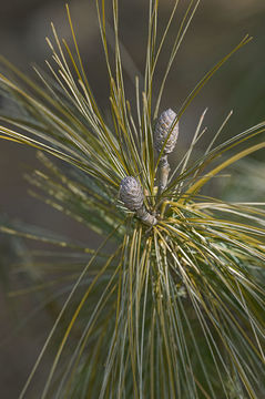 Image of Bhutan Pine