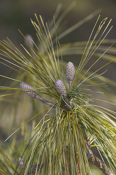 Image of Bhutan Pine