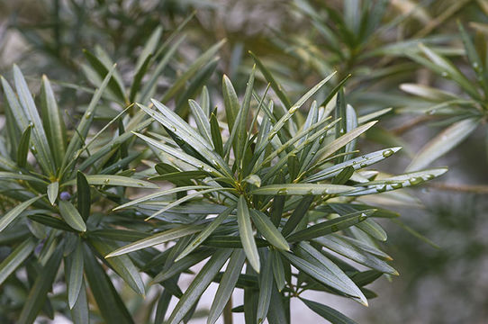 Image of Buddhist Pine