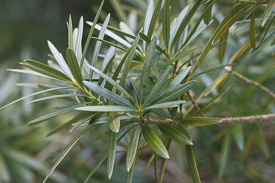 Image of Buddhist Pine