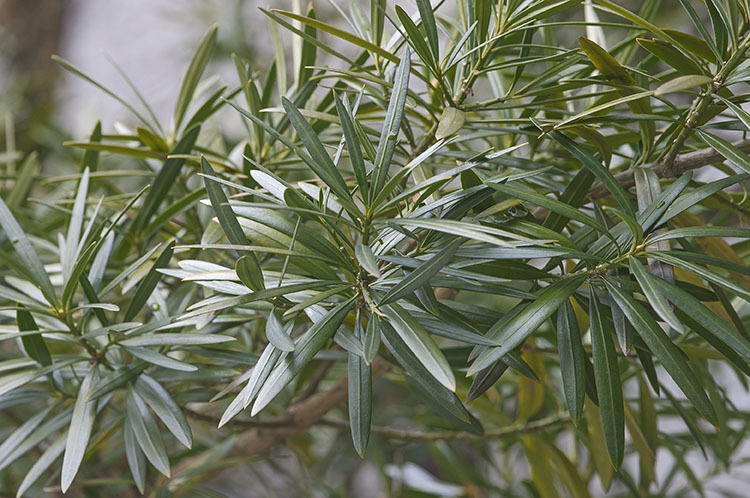 Image of Buddhist Pine