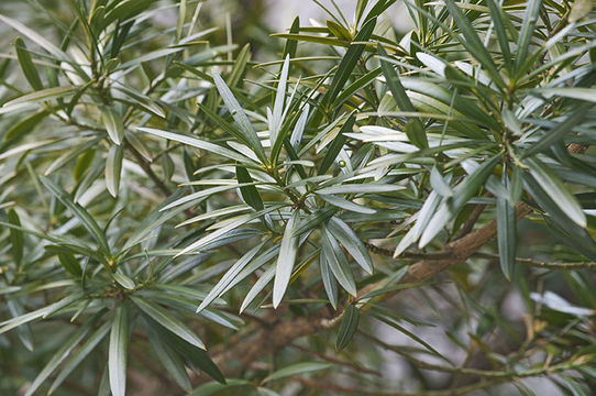 Image of Buddhist Pine