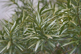 Image of Buddhist Pine