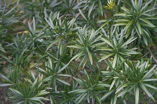 Image of Buddhist Pine