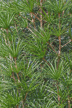 Image of Japanese Umbrella Pine