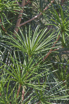 Image of Japanese Umbrella Pine