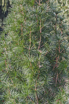 Image of Japanese Umbrella Pine