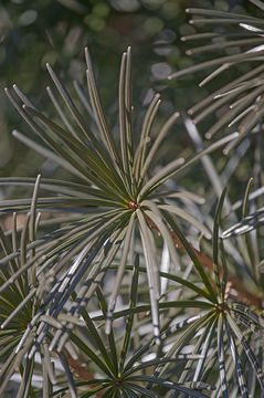 Image of Japanese Umbrella Pine