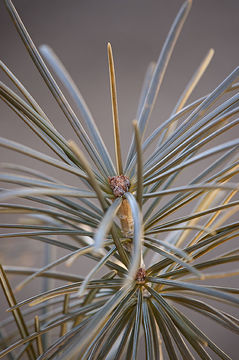 Image of Japanese Umbrella Pine